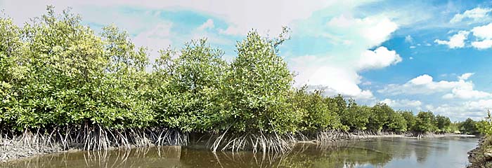 Mangrove Coast in Cambodia by Asienreisender